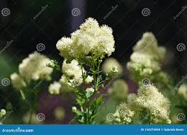 Attēlu rezultāti vaicājumam “Thalictrum lucidum flower”