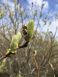 Attēlu rezultāti vaicājumam “Trichiosoma”