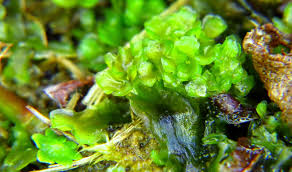 Attēlu rezultāti vaicājumam “Pellia endiviifolia”