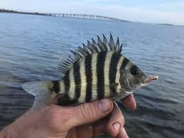 Image result for Archosargus probatocephalus