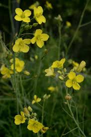 Image result for Diplotaxis tenuifolia
