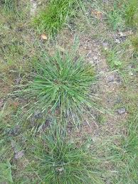 Attēlu rezultāti vaicājumam “Danthonia decumbens”