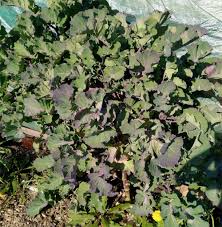 Image result for Taunton Deane