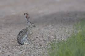 Attēlu rezultāti vaicājumam “Lepus sp.”