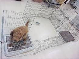 Image result for 生理現象ラキ