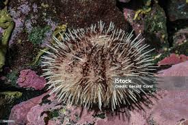 Image result for Strongylocentrotus droebachiensis