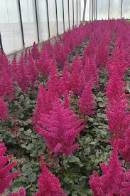 Attēlu rezultāti vaicājumam “Astilbe chinensis”