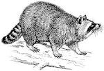 File:Racoon (PSF).png - Wikimedia Commons