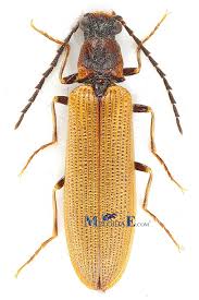 Attēlu rezultāti vaicājumam “Denticollis linearis”