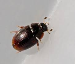 Attēlu rezultāti vaicājumam “Enochrus affinis”