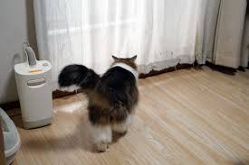 猫次郎o에 대한 이미지 검색결과