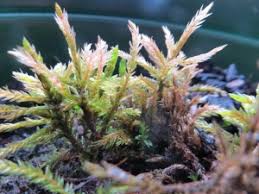 Attēlu rezultāti vaicājumam “Climacium dendroides sporophyte”