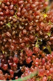 Attēlu rezultāti vaicājumam “Cinclidium stygium”