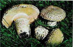 Attēlu rezultāti vaicājumam “Collybia acervata”