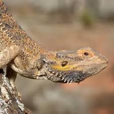 Image result for Central Weald Dragons