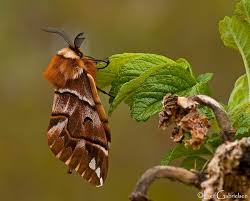 Attēlu rezultāti vaicājumam “Endromis versicolora”
