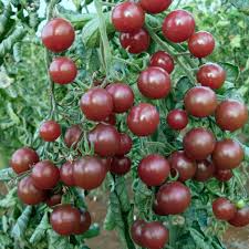 Afbeeldingsresultaat voor black cherry tomato