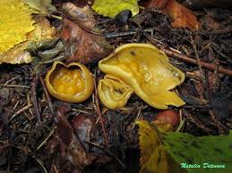 Attēlu rezultāti vaicājumam “Sowerbyella radiculata”