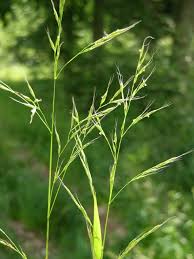 Attēlu rezultāti vaicājumam “Festuca gigantea”