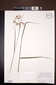 Attēlu rezultāti vaicājumam “Luzula luzuloides fruit”