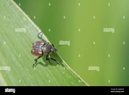 Attēlu rezultāti vaicājumam “Hoplia parvula imago”