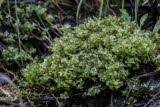 Attēlu rezultāti vaicājumam “Pseudobryum cinclidioides”