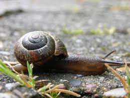 Attēlu rezultāti vaicājumam “Arianta arbustorum”