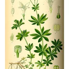 Attēlu rezultāti vaicājumam “Galium odoratum”