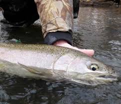 Image result for Thames Valley Angling