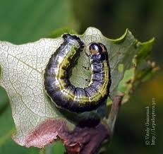 Attēlu rezultāti vaicājumam “Boudinotiana notha”