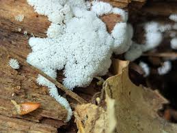 Attēlu rezultāti vaicājumam “Cribraria tenella spores”