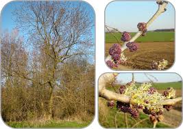 Attēlu rezultāti vaicājumam “Fraxinus excelsior Pendula female flower”