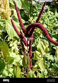 Image result for Fuchsschwanz