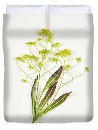 Image result for Isatis tinctoria