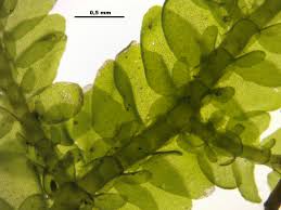 Attēlu rezultāti vaicājumam “Porella platyphylla”