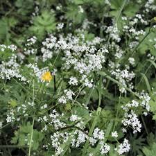 Attēlu rezultāti vaicājumam “Galium palustre”