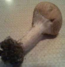 Attēlu rezultāti vaicājumam “Lepiota aspera”