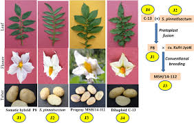 Attēlu rezultāti vaicājumam “Solanum tuberosum leaf”