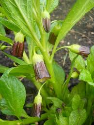 Attēlu rezultāti vaicājumam “Scopolia carniolica flower”