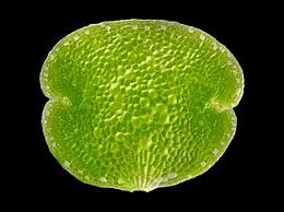 Image result for Marchantia polymorpha