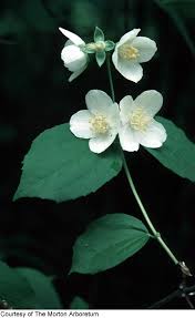 Attēlu rezultāti vaicājumam “Philadelphus coronarius”