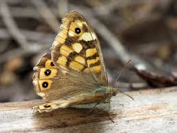 Attēlu rezultāti vaicājumam “Pararge aegeria underside”