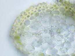 Attēlu rezultāti vaicājumam “Scorpidium revolvens”