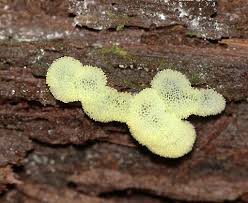 Attēlu rezultāti vaicājumam “Collaria rubens macro”