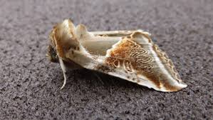 Attēlu rezultāti vaicājumam “Habrosyne pyritoides”