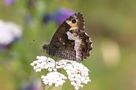 Attēlu rezultāti vaicājumam “Hipparchia alcyone underside”
