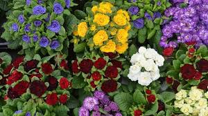 Image result for Glockenrebe