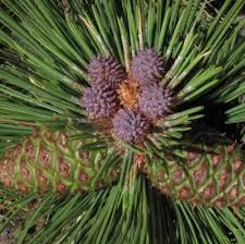 Attēlu rezultāti vaicājumam “Pinus ponderosa fruit”