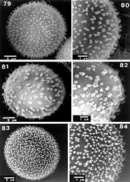 Attēlu rezultāti vaicājumam “Physarum leucophaeum”