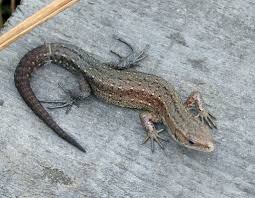 Attēlu rezultāti vaicājumam “Lacerta vivipara”